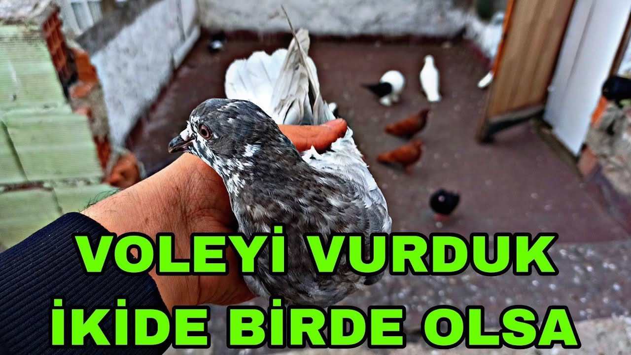 VOLEYİ VURDUK İKİDE BİRDE OLSA EN İYİSİNİ YAKALADİM