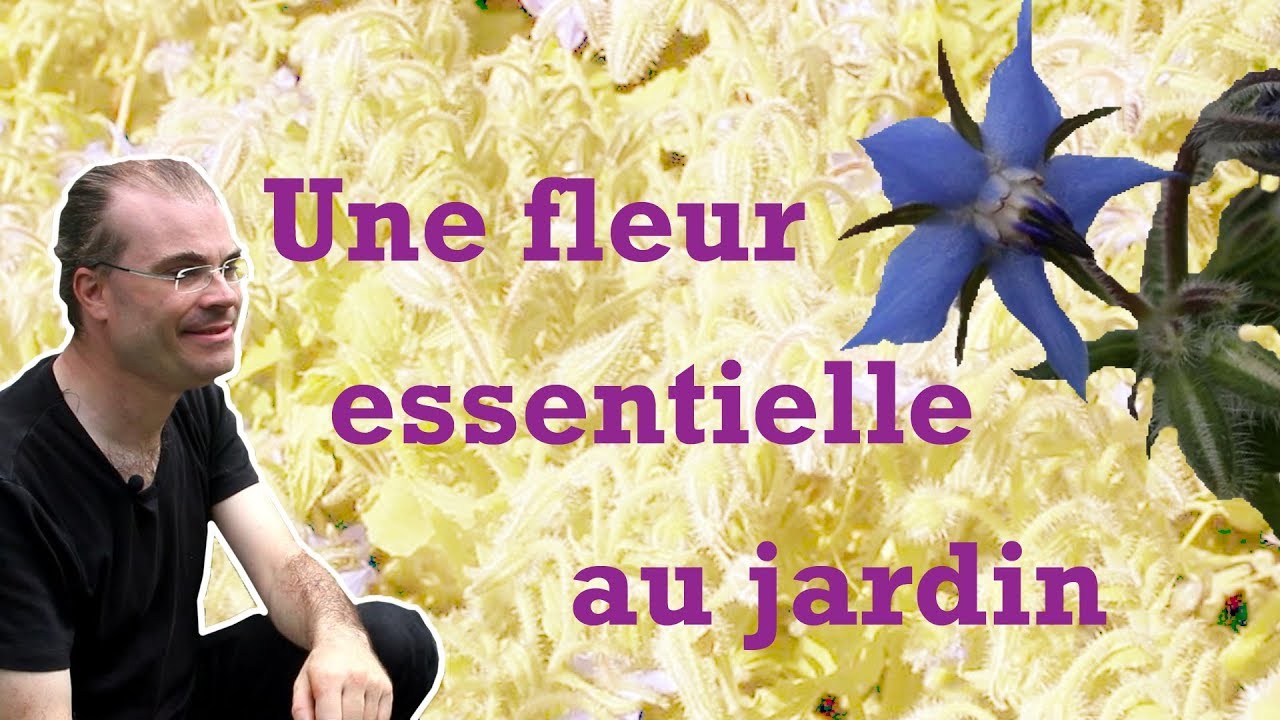 La bourrache : une mauvaise herbe ?
