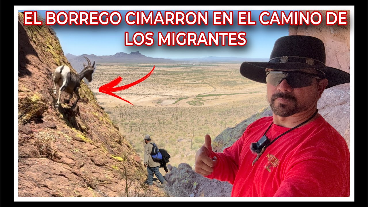 AVENTURA 453 HASTA LOS BORREGOS CIMARRONES ME SALIERON EN EL DESIERTO