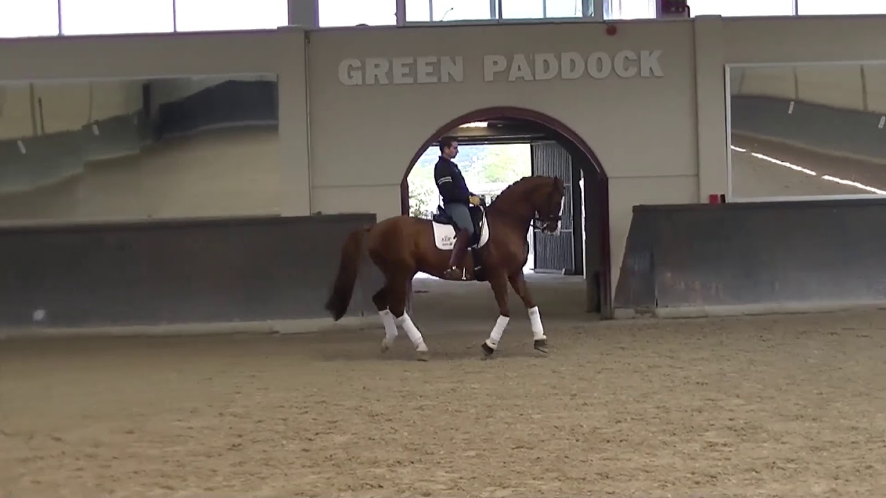 Antonio Diaz Porras training Piaffe Passage