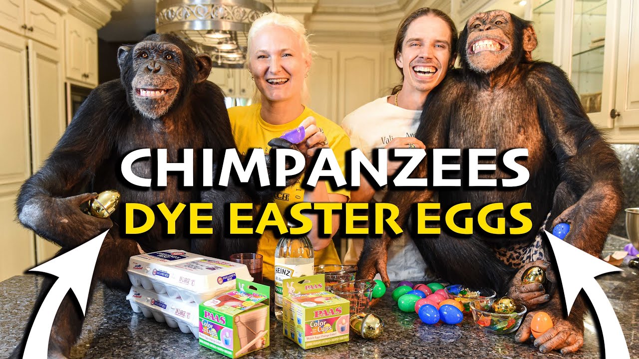 Chimpanzees Dye Easter Eggs! | Myrtle Beach Safari