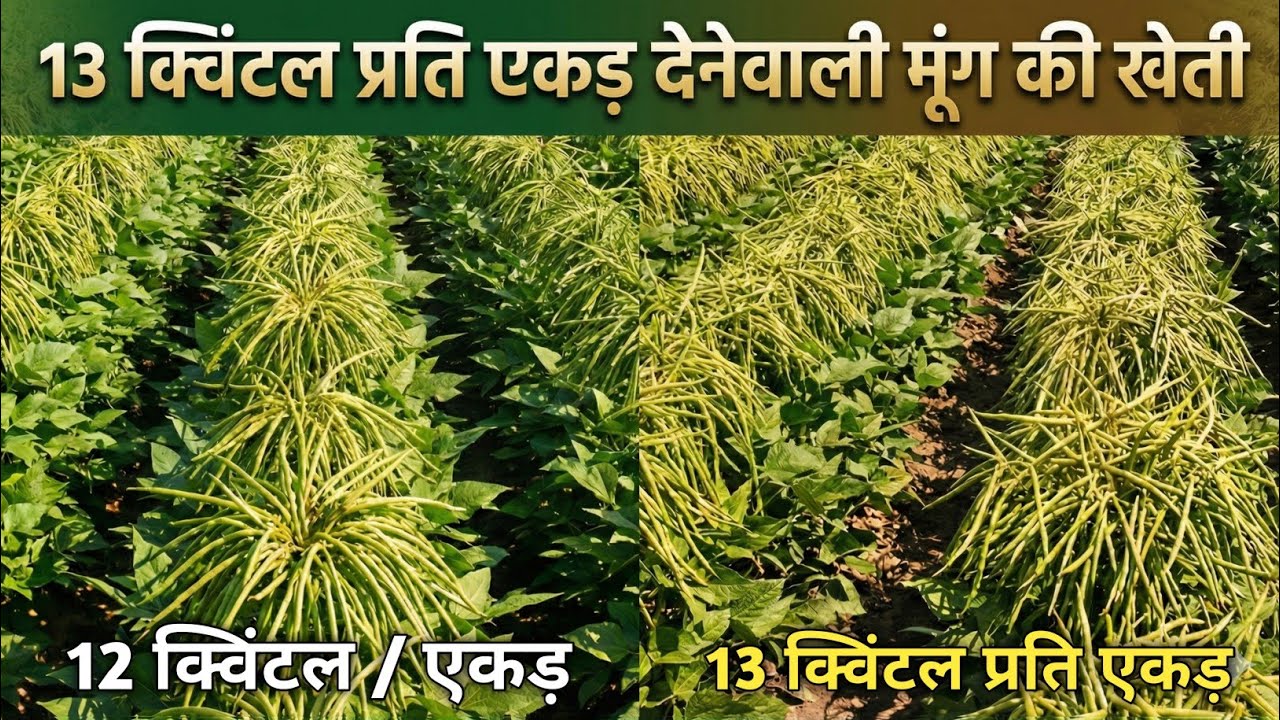 13 क्विंटल प्रति एकड़ देनेवाली मूंग की खेती कैसे करे | गर्मी के मूंग की बंपर पैदावार देनेवाली खेती 