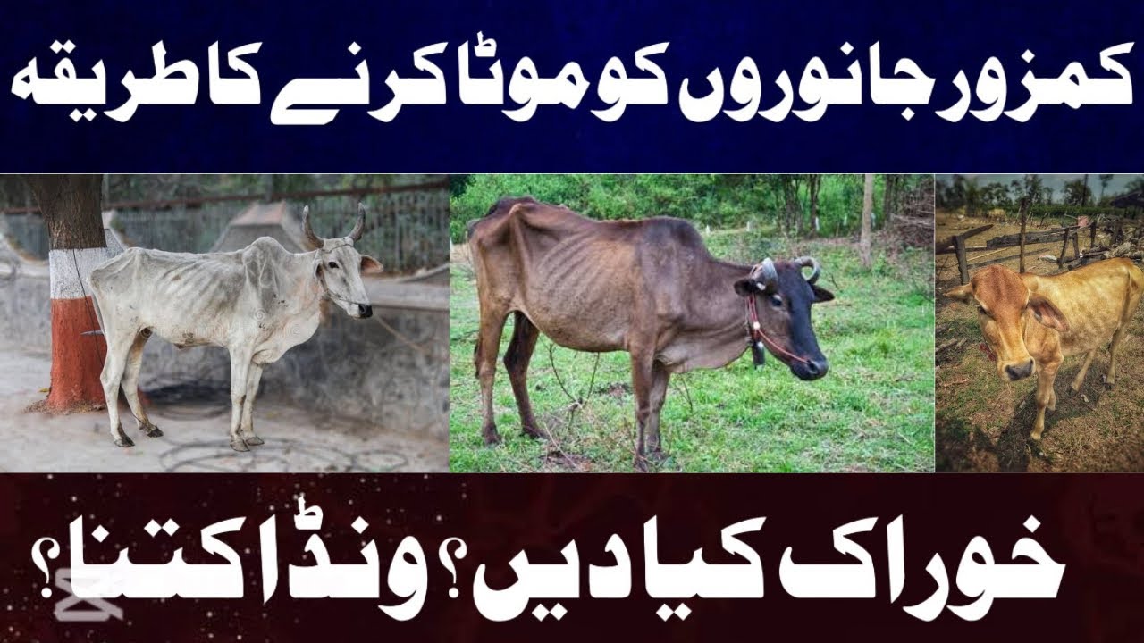 کمزور جانوروں کو موٹا کرنے کا طریقہ ، خوراک کیا دیں؟ ونڈا کتنا؟