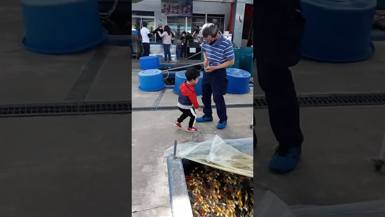 KOI FISH farm Japan