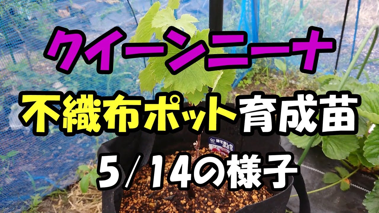 クイーンニーナ1年生 不織布ポット栽培苗　5月14日の様子