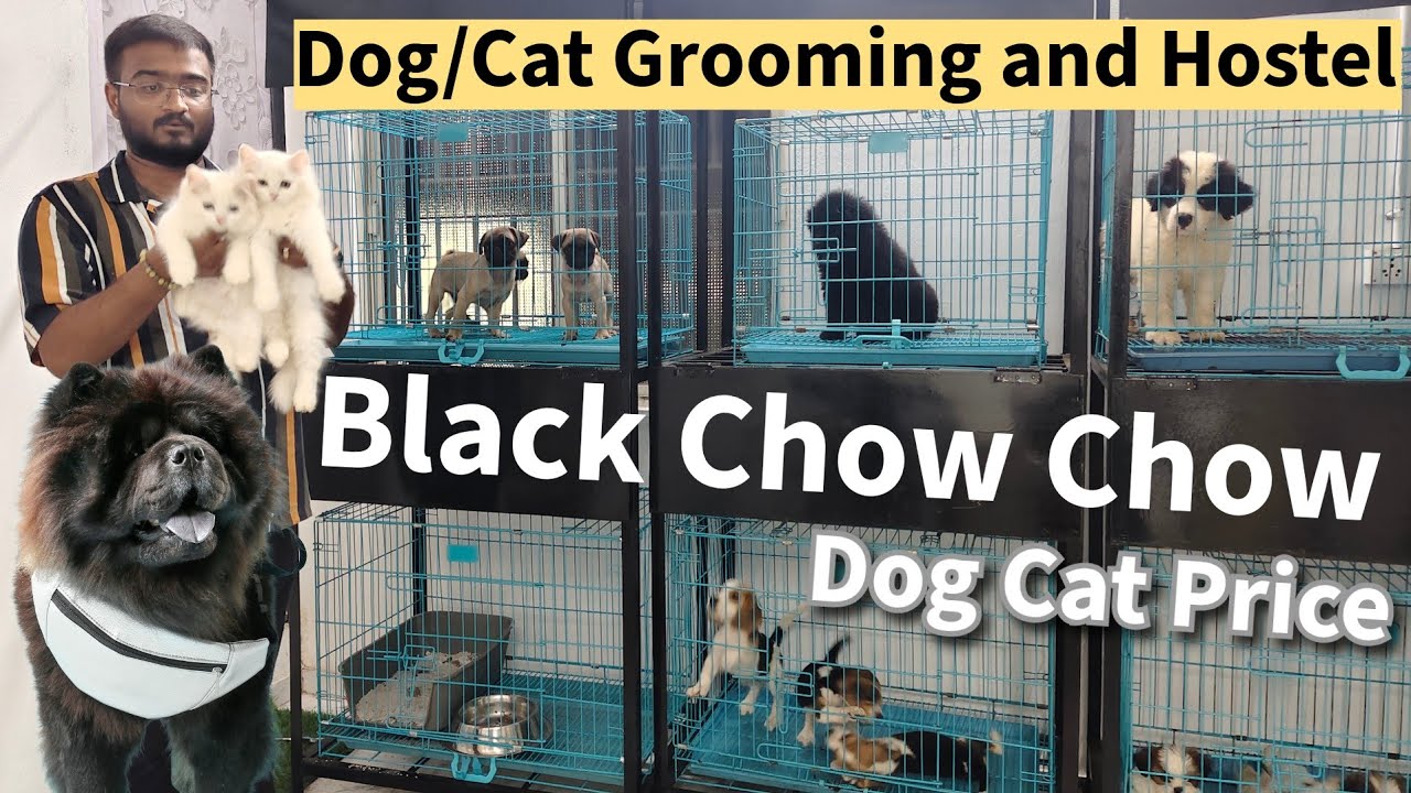 Dog and Cat Hostel and Grooming in Ahmedabad | Black Chow Chow Dog Price in India