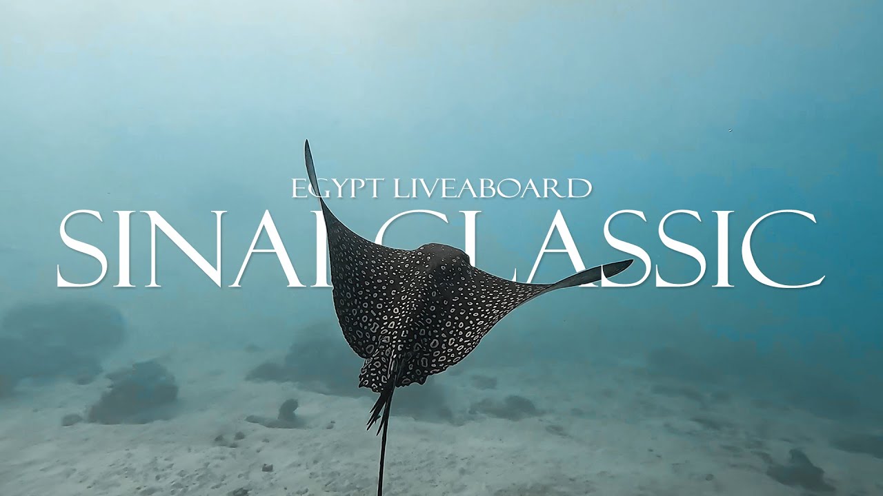 Diving Sharm el Sheikh Liveaboard Snefro Love 2024 4k | Sony A7SIII | Nauticam NA-A7SIII | WWL-1B