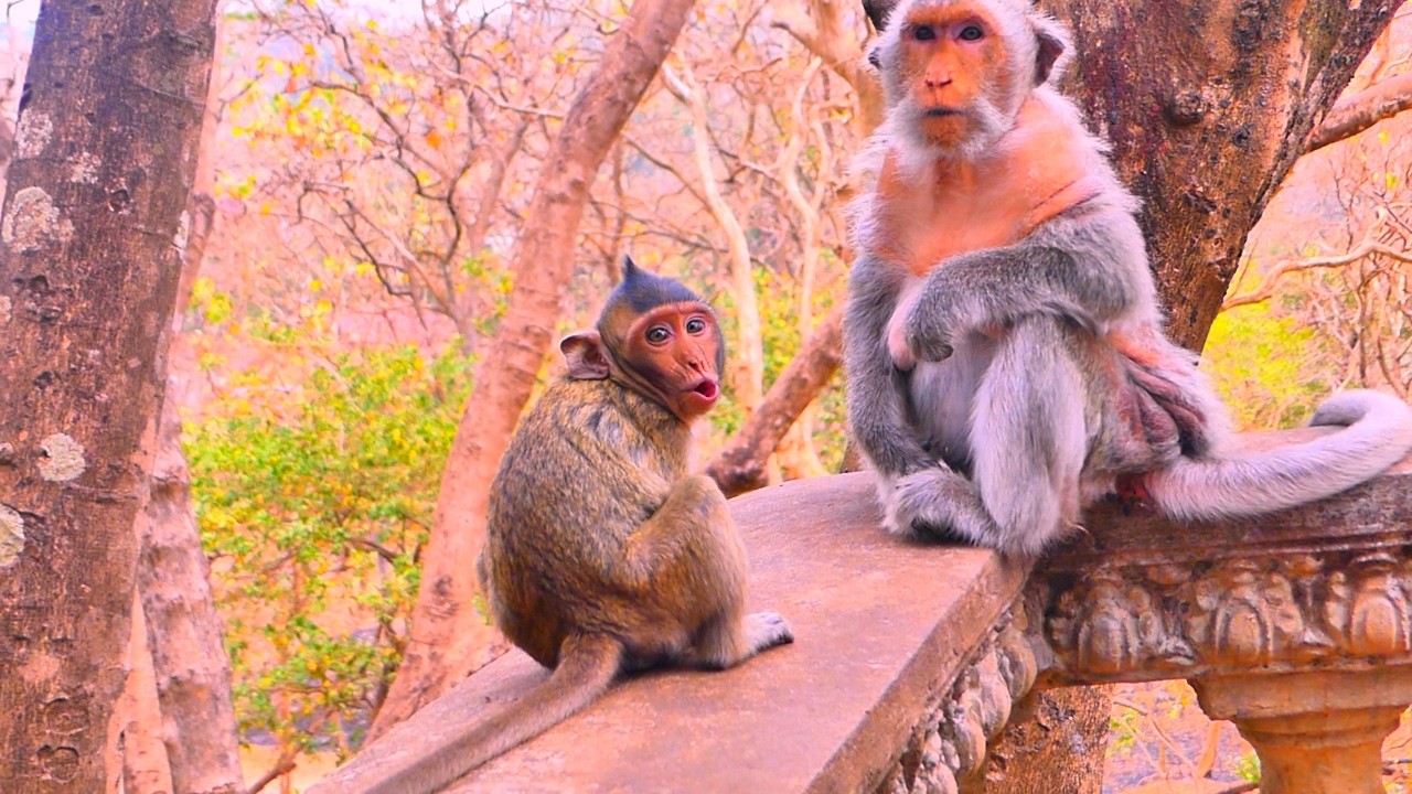 Oh tiny monkey feel sad when Mom monkey Berry rejects milk.