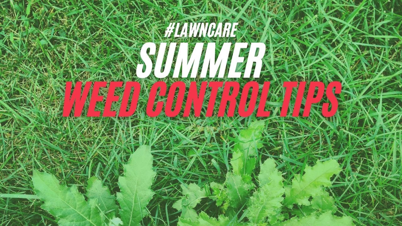 Summer Weed Control | Lawn Care Tips