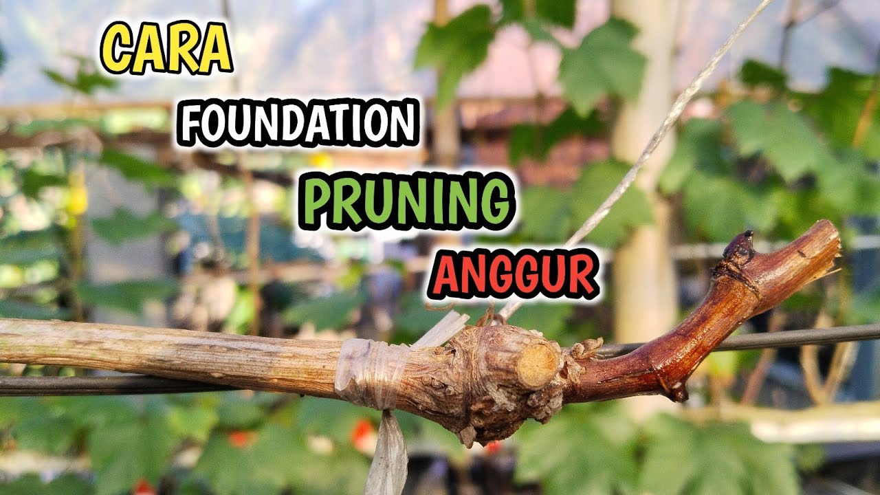 Cara Foundation Pruning Anggur‼️Untuk Pembaruan Cabang Tersier✅