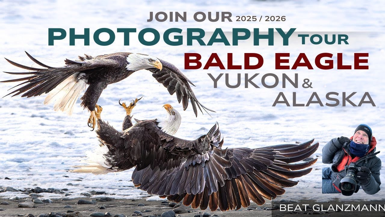 Exclusive Bald Eagle Photography Workshop &ndash; 11 Days of Wildlife Photography in Alaska & Canada!