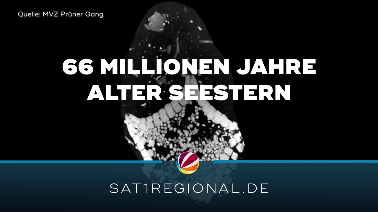 Hobby-Paläontologe entdeckt 66 Millionen Jahre alten Seestern