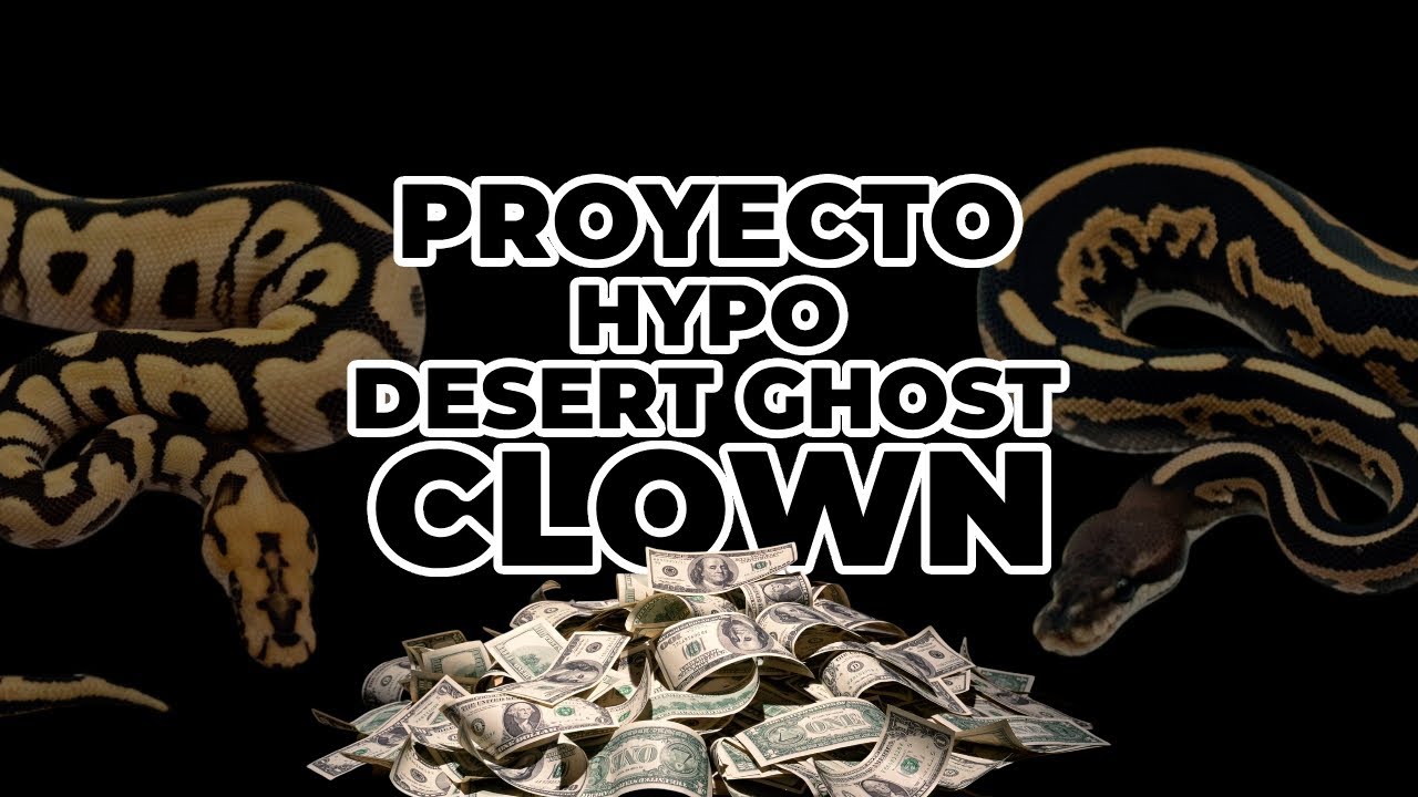 Nuevas adquisiciones para nuestro proyecto DG CLOWN HYPO | AFSAND R.