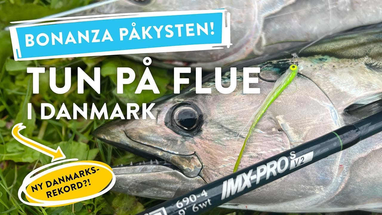 Først tun på flue, fra land, i DANMARK...