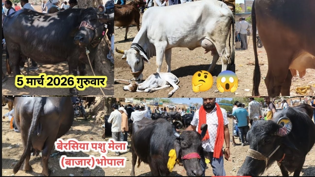 बेरसिया पशु मेला (बाजार) भोपाल ||🐂🐃5 मार्च 2026 आवक कम थी लेकिन अच्छी थी 👌👌👌🔥🔥