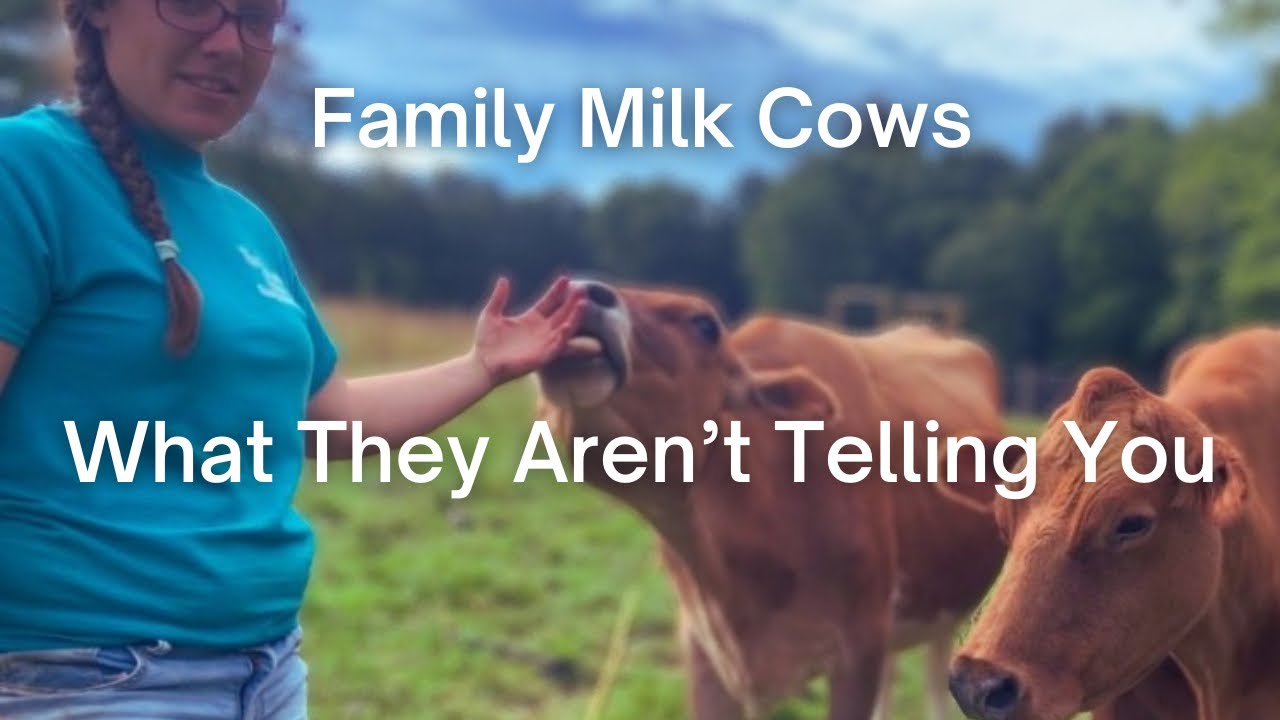 Watch This Before Purchasing Your First Cow- Hard Lessons I've Learned Along The Way
