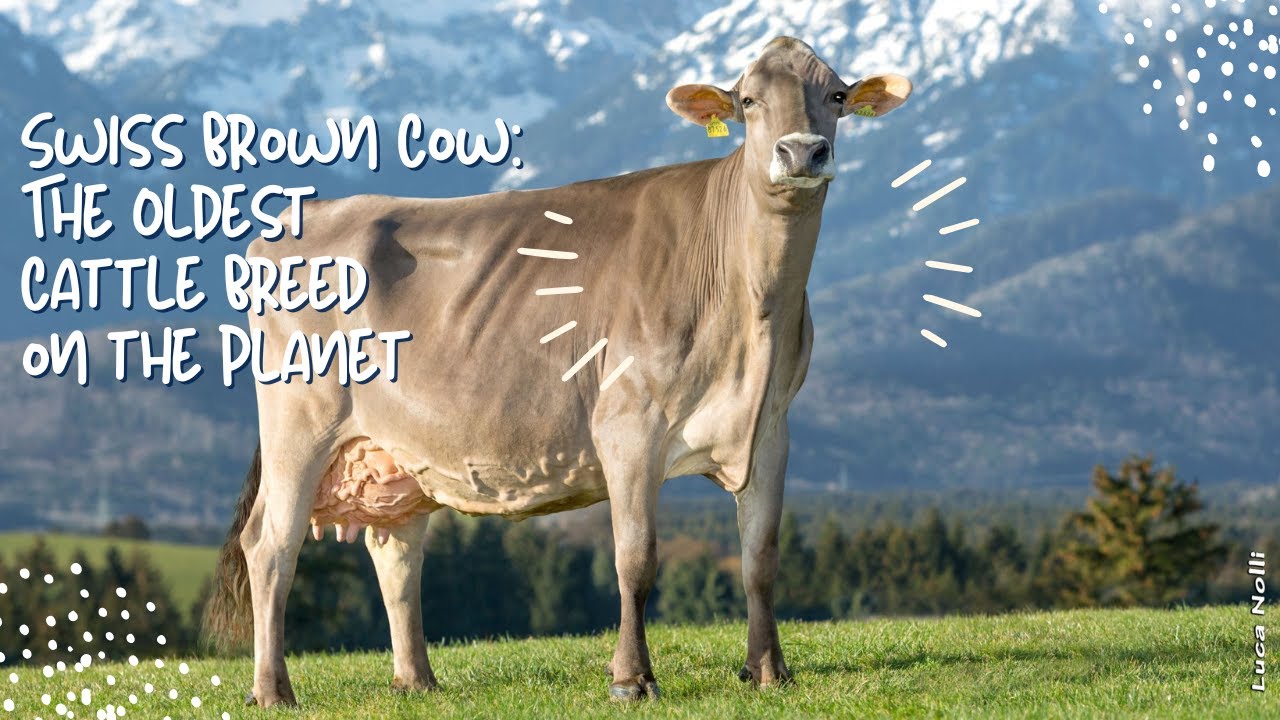 The Swiss Brown Cow: The Oldest Cattle Breed on the Planet