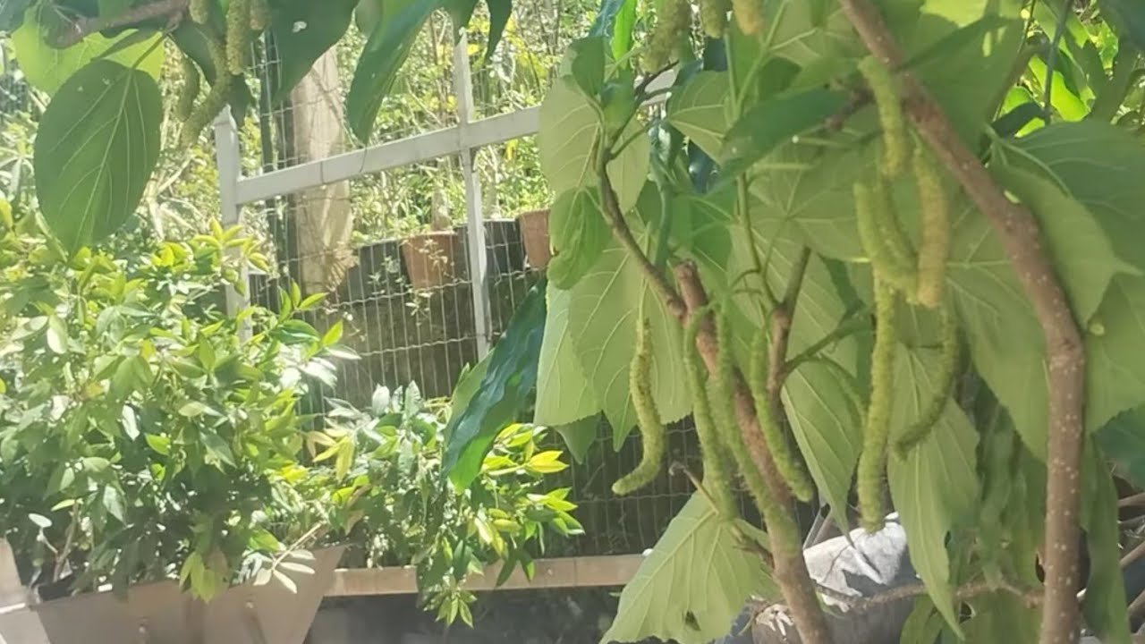 Amora portuguesa tronco grosso jaca âmbar pitangatuba e bananinha rambutam alporquia Cambucá morango