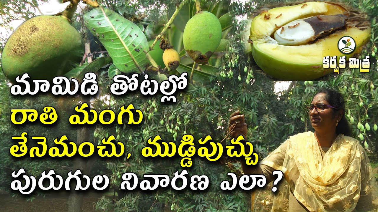 మామిడి తోటల్లో ఉధృతమవుతున్న రాతి మంగు, ముడ్డి పుచ్చు, తేనెమంచు పురుగు||నివారణ చర్యలు -Karshaka Mitra