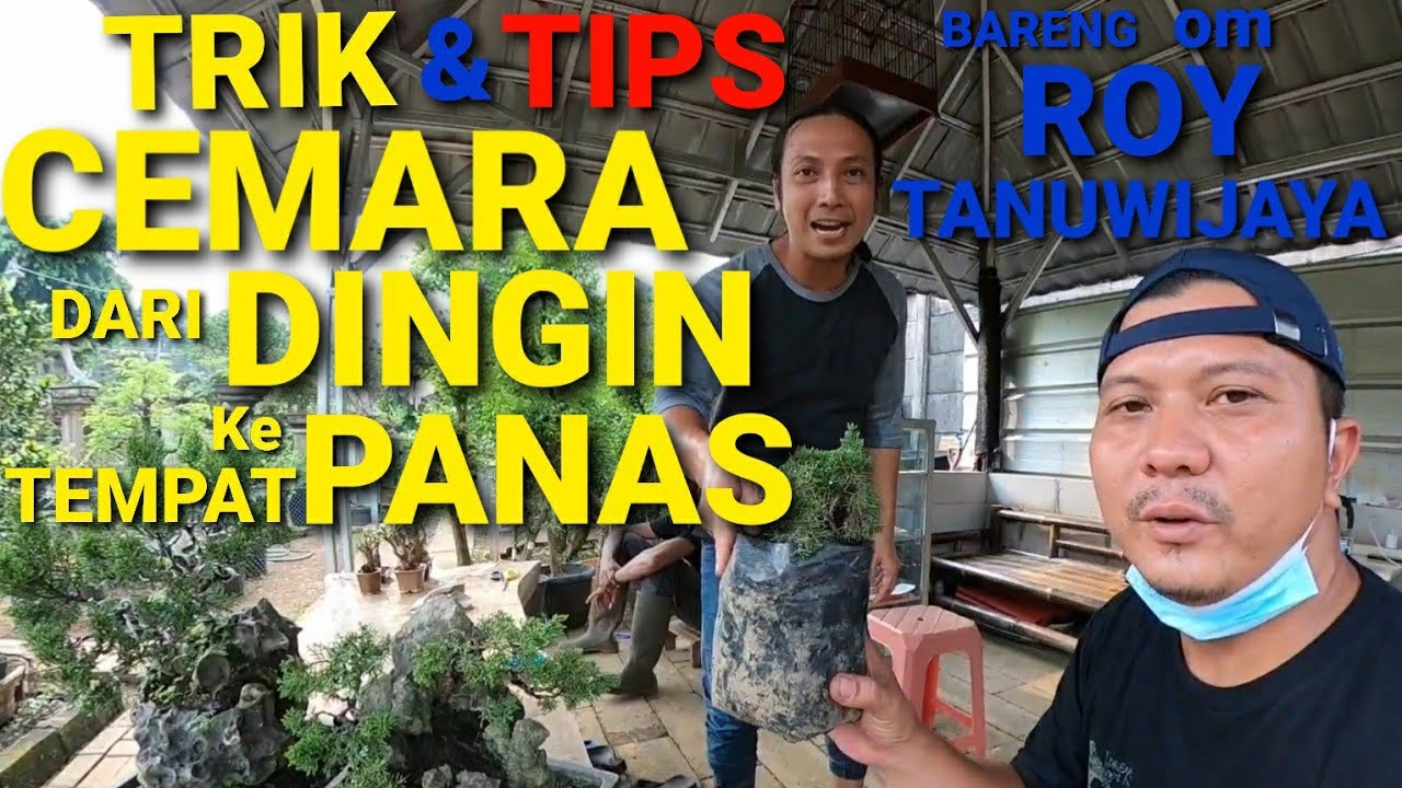 Video 44 || MERAWAT BONSAI CEMARA DARI TEMPAT DINGIN KE TEMPAT PANAS