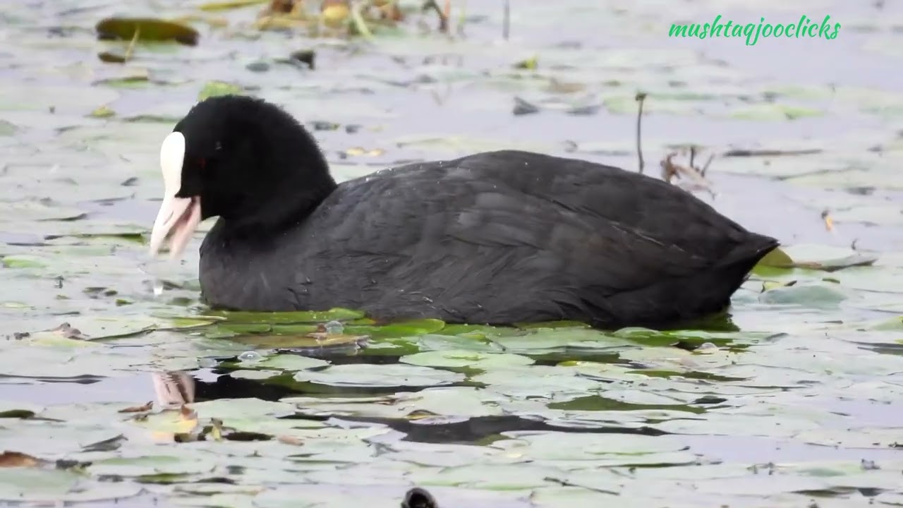 Common coot