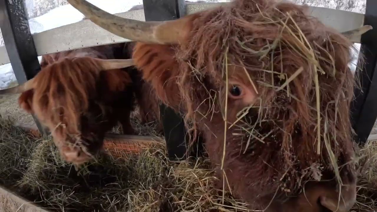 Foodora tuloo taas, kuivaheinäpyöröpaali ylämaan karjalle. Dry hay round bale for Highland Cattle.