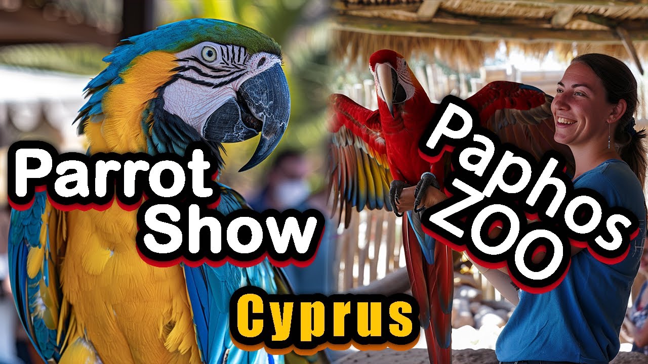 Paphos Zoo PARROT SHOW FULL #cyprus #paphos #zoo