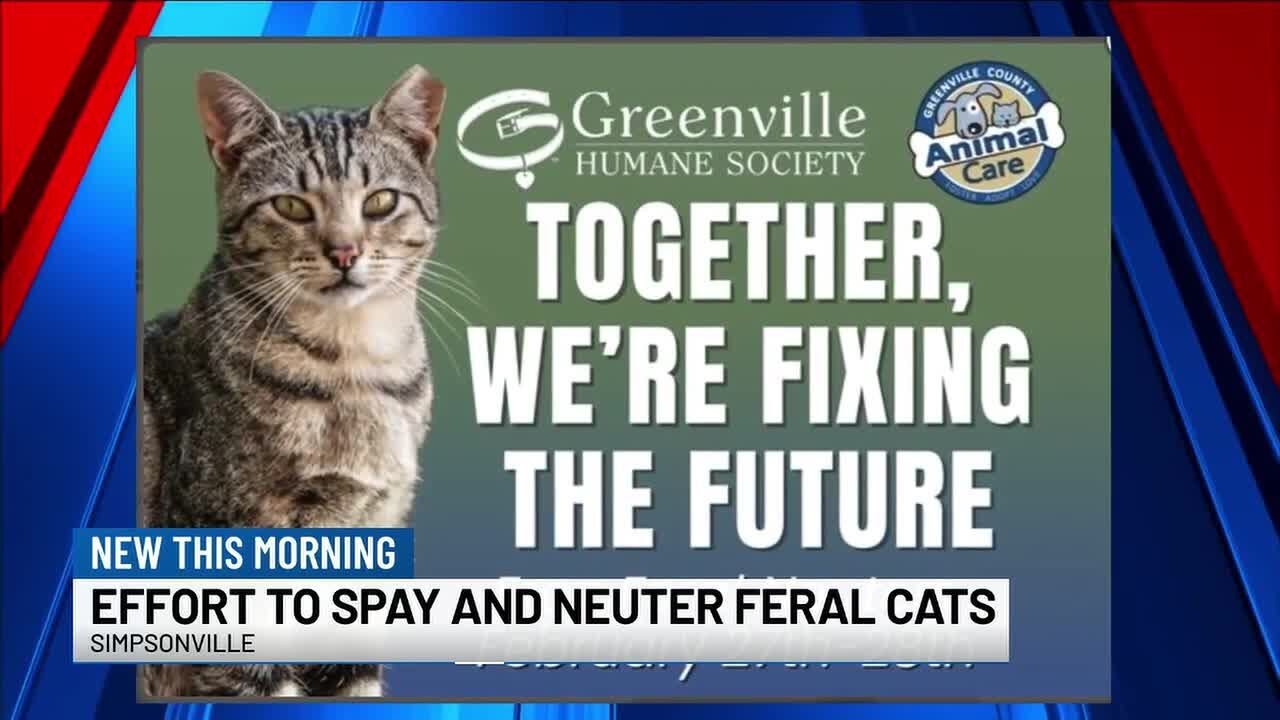 Upstate nonprofit helps neighborhood spay and neuter fetal cats