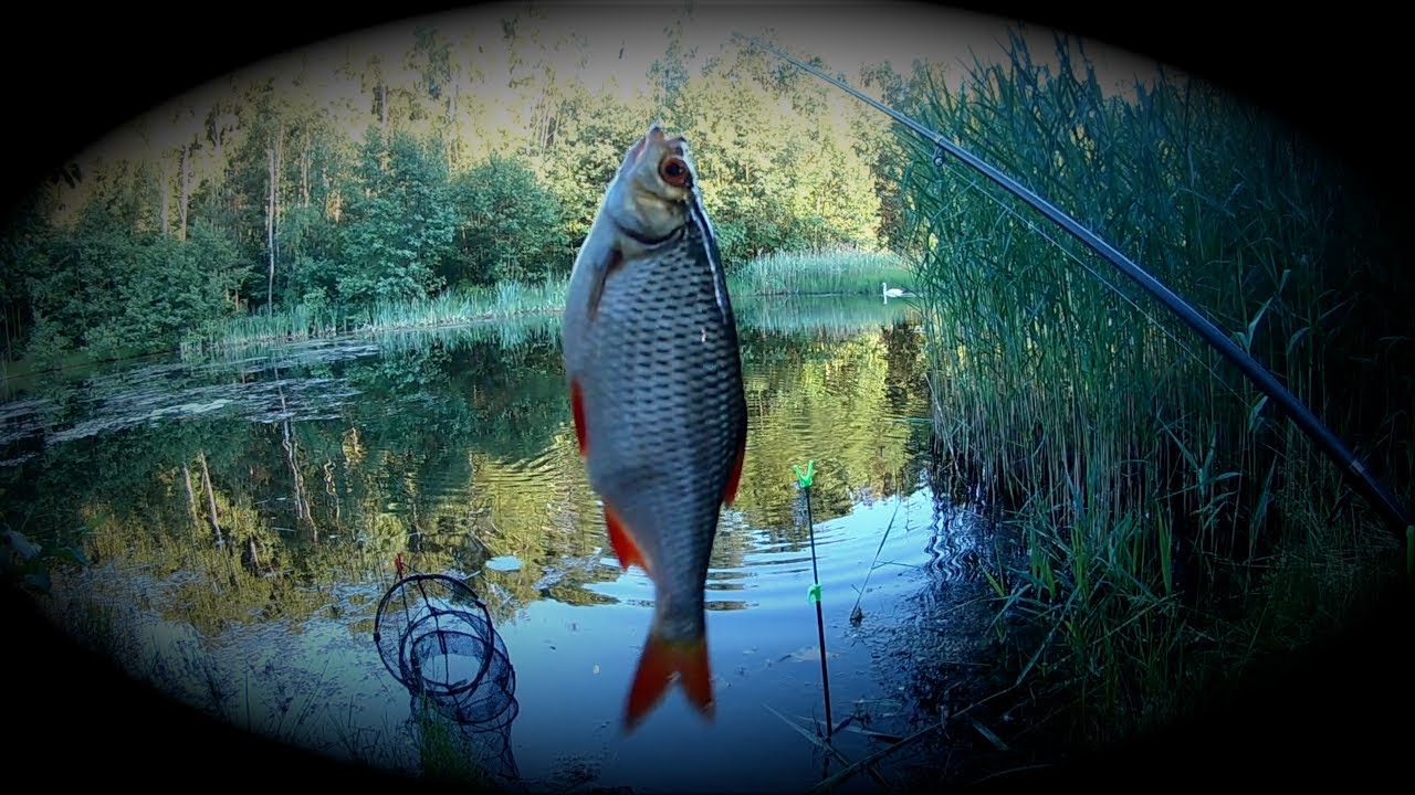 Spławik na bagnie. Czerwiec 2021. #wędkarstwo #floatfishing