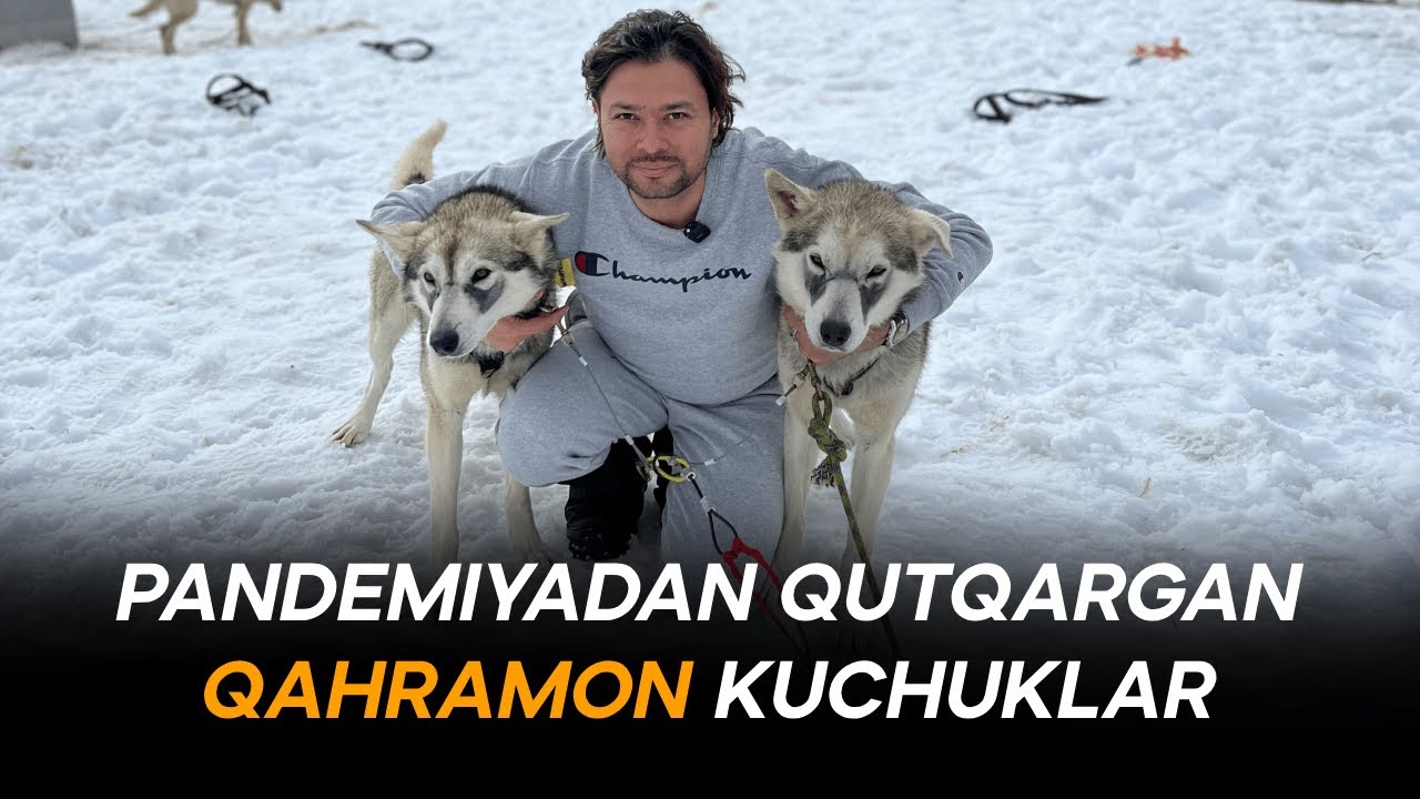 Alyaskada Nega Kiyiklarni emas, Kuchuklarni Ishlatishadi??