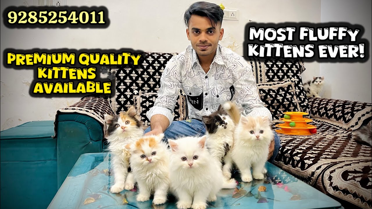 Most Fluffy Kittens Ever 😻 | Premium Quality Kittens Available 🐾 | Triple Coat Persian Cats For sale