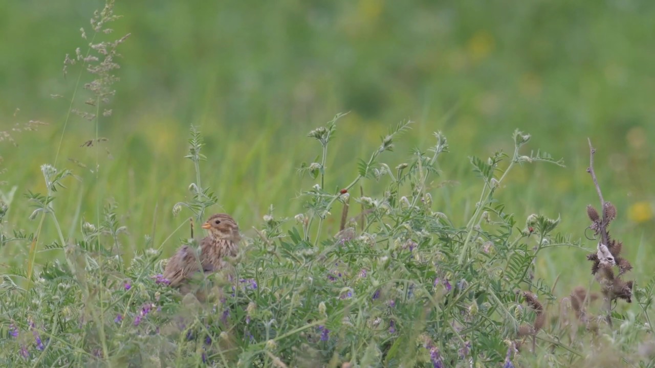Corn Bunting polishing, Emberiza calandra