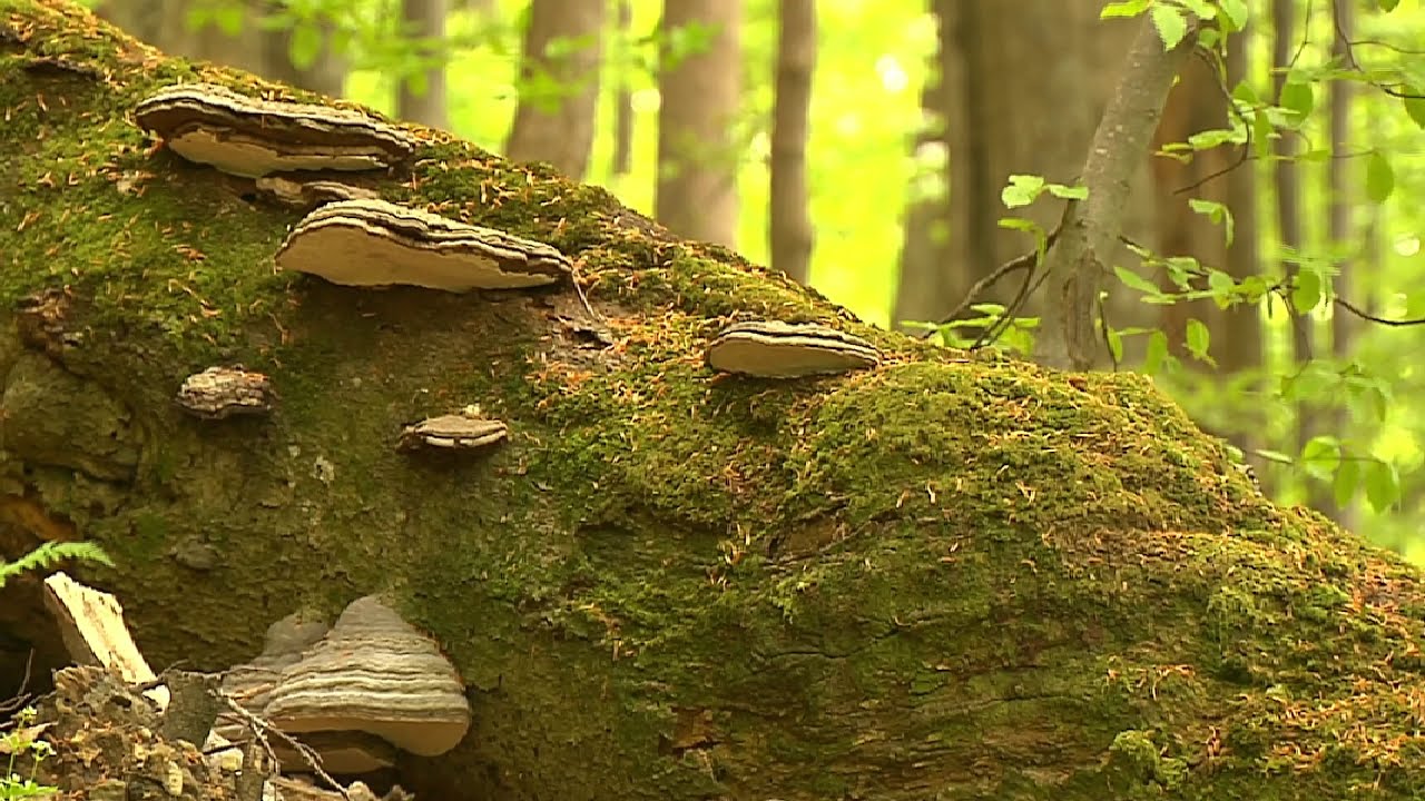Bieszczadzki Park Narodowy i Park Narodowy 