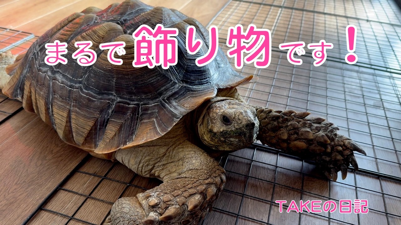 飾り物になったケズ君！！