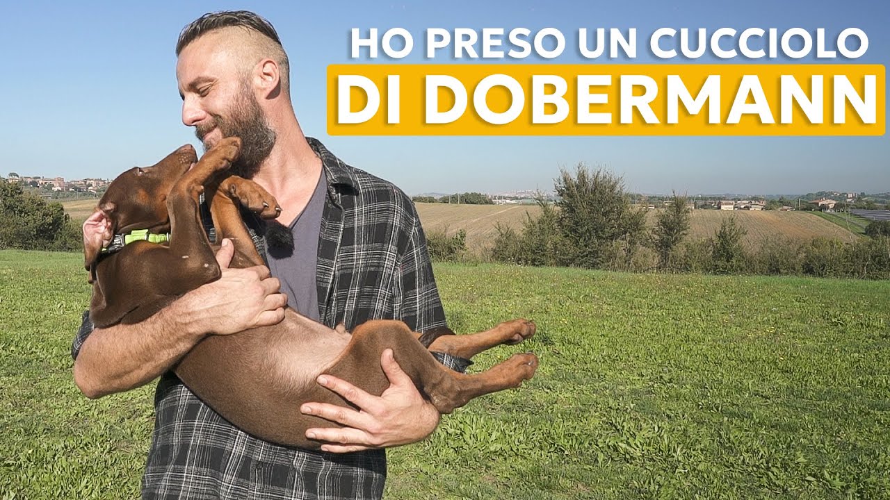 COME SI EDUCA UN CUCCIOLO CHE DOVRÀ FARE SPORT