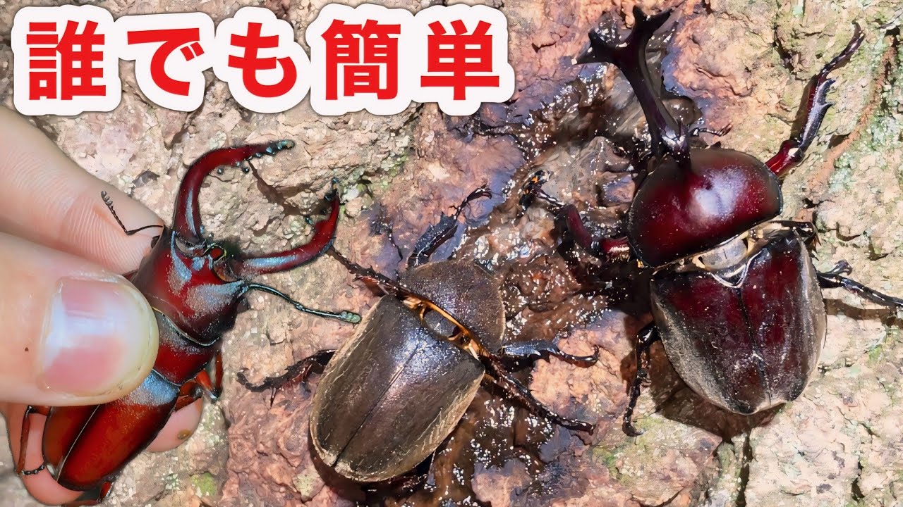 カブトムシやクワガタを捕まえて飼ってみよう！【捕まえ方〜飼い方】