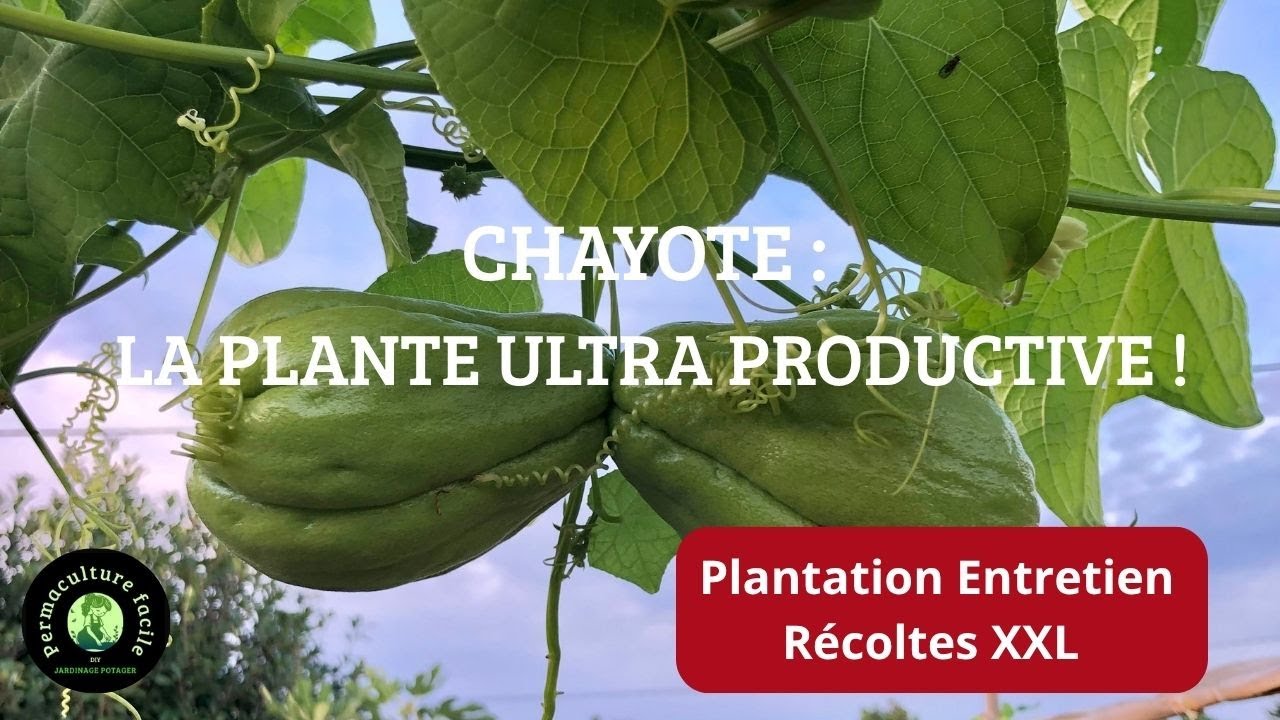 🌿 Chayote : Récolte Facile Sans Entretien !