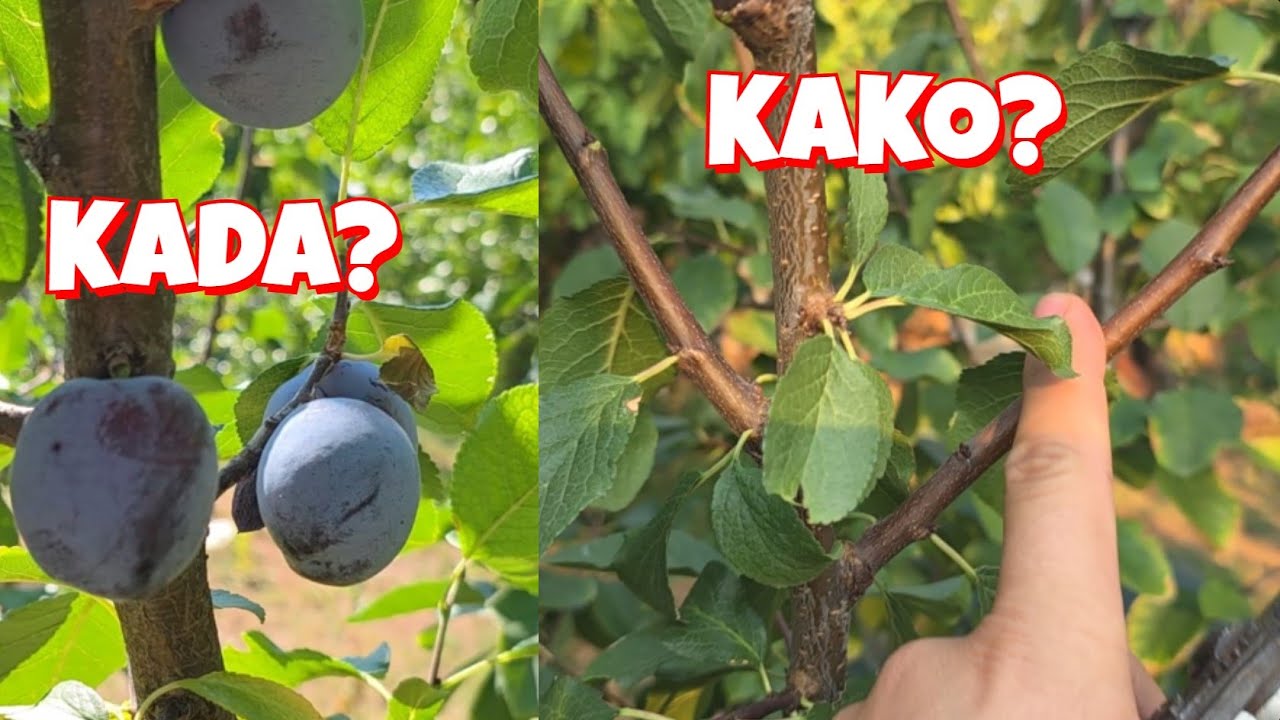 Ljetna (zelena) rezidba šljive za početnike