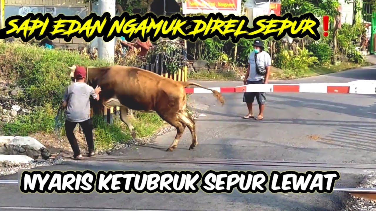 БЕЗУМНАЯ КОРОВА СХОДИТ С УМА НА РЕЛЬСАХ❗️ЕЕ ЧУТЬ НЕ РАЗБИЛА ПРОЕЗЖАЯ ТРАССА