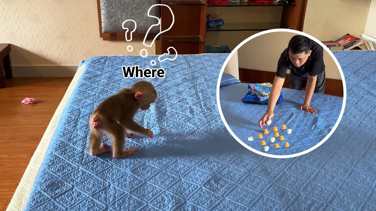 Monkey Kyo anxiously searches for lost jellies!