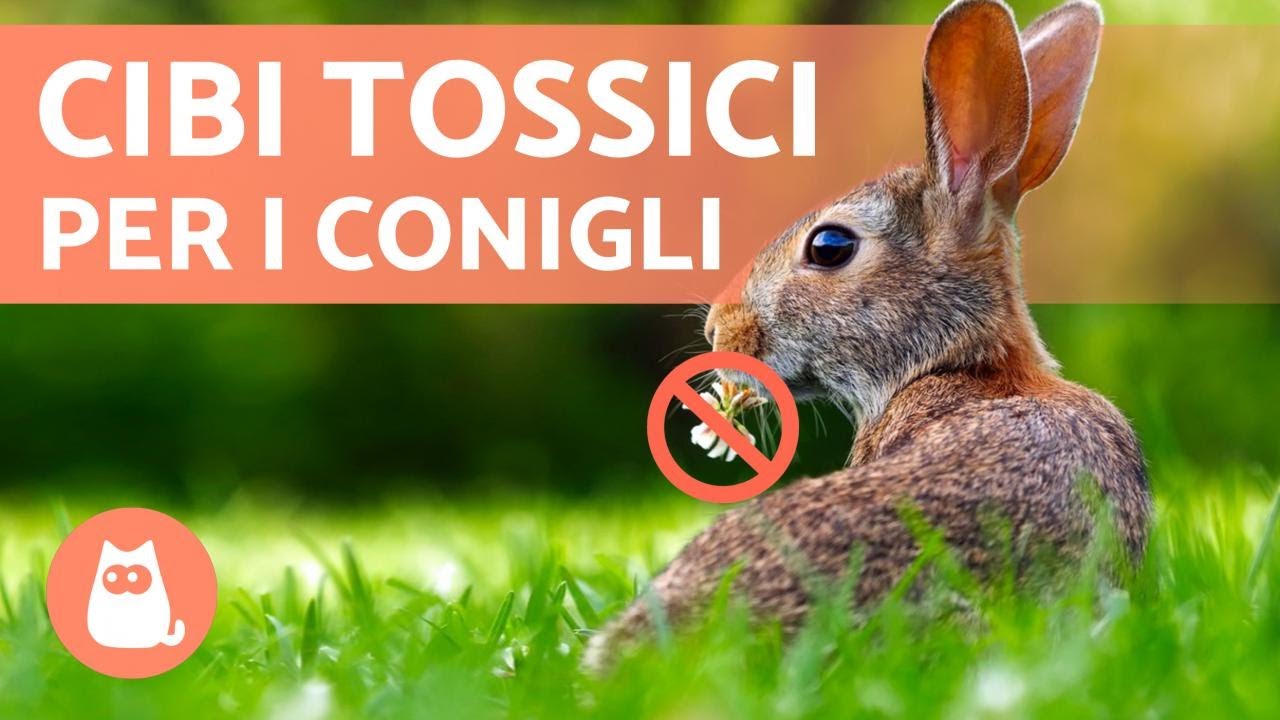 8 Cibi VIETATI ai CONIGLI 🐰❌🥑 Non darglieli!