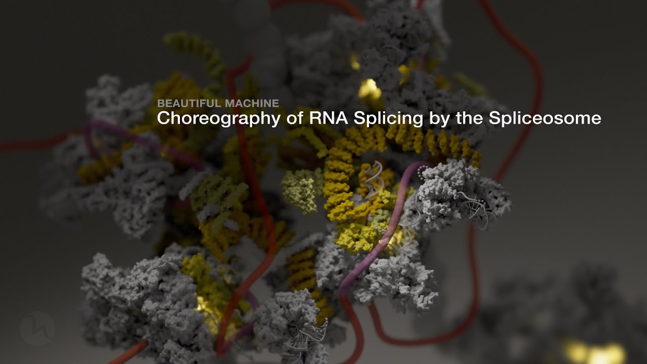 Beautiful Machine: Choreography of RNA Splicing by the Spliceosome