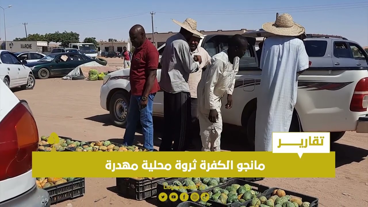 تقرير | مانجو الكفرة ثروة محلية مهدرة