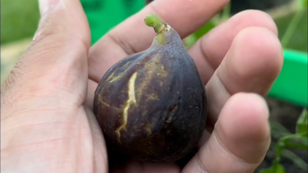 BasementFigs: WHY YOU SHOULD GROW THIS!! FIG TASTING - Azores Dark #figs #gardening #figtasting