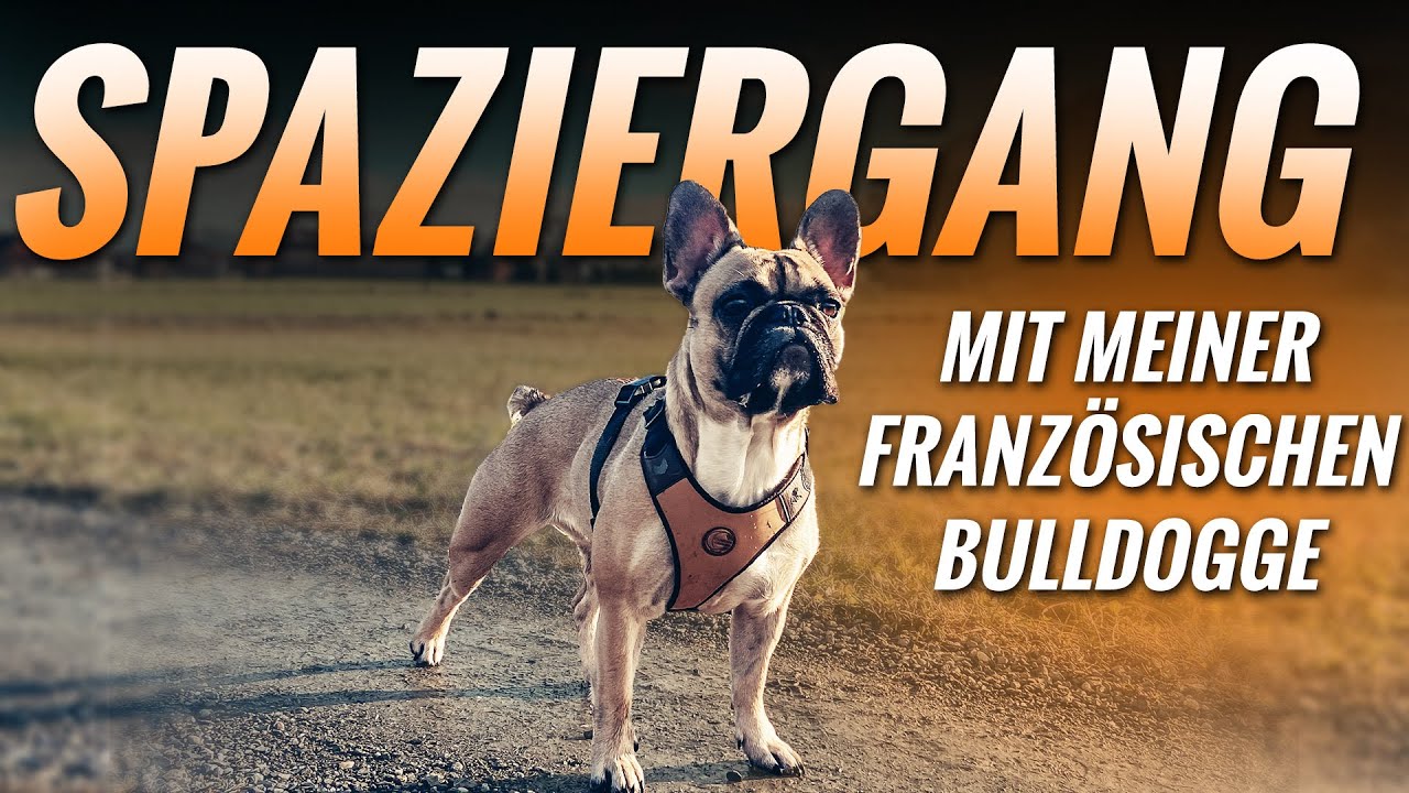 Spaziergang mit meiner Französischen Bulldogge || EllytheBully