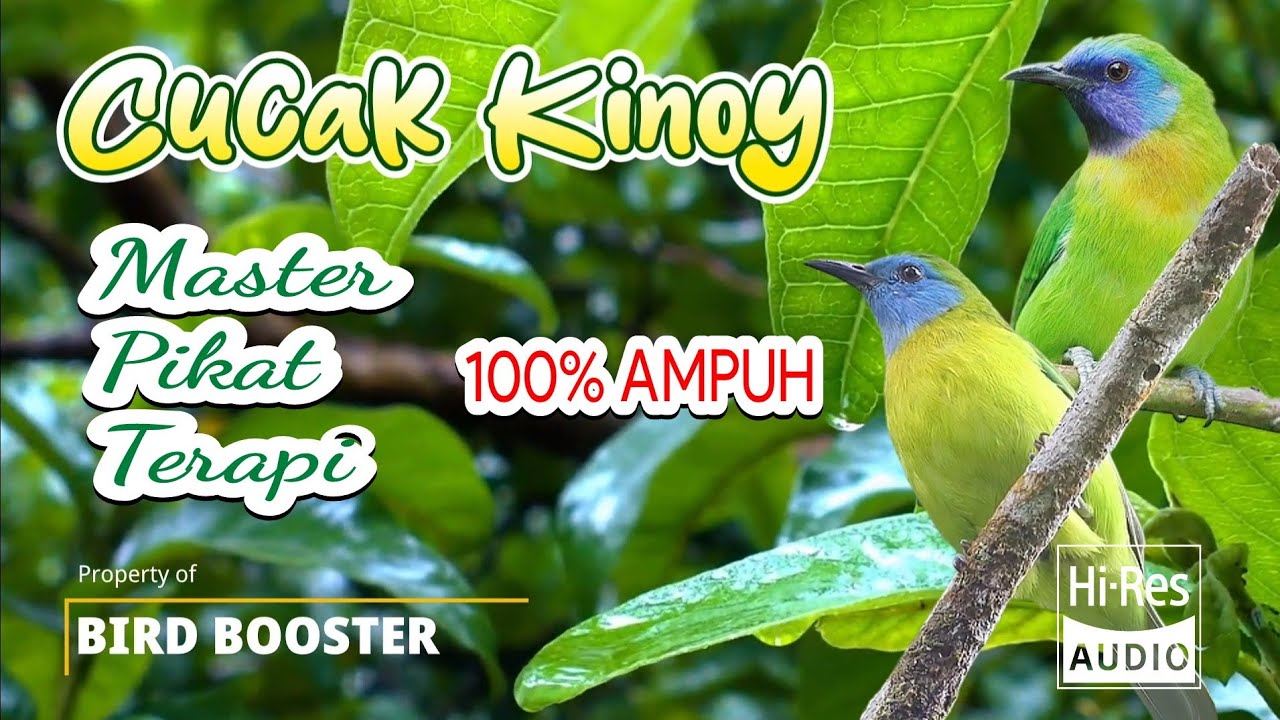 Suara Burung Cucak Kinoy Gacor | Untuk Pikat, Master, Terapi Cucak kinoy rante mas
