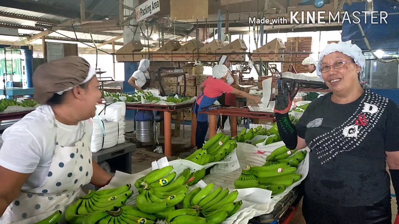 ways of packing bananas 😊