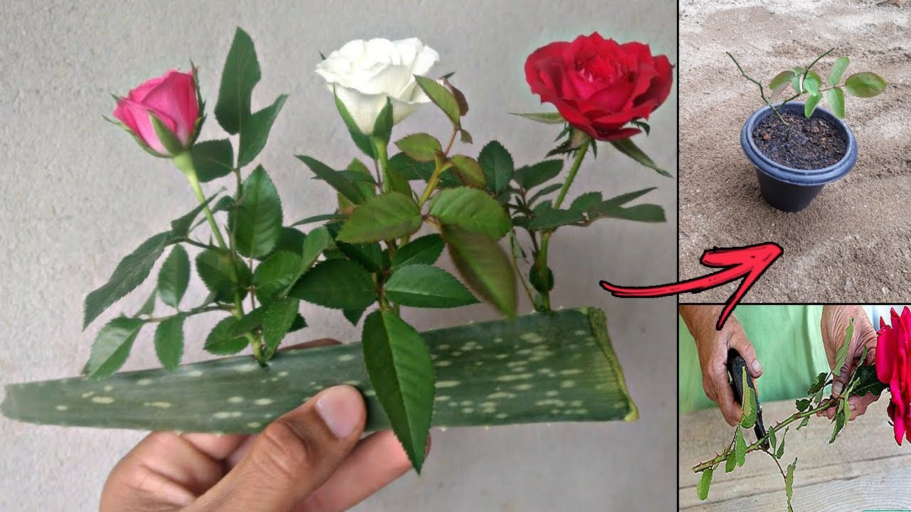 COLOQUE 1 GALHO DE ROSA NA BABOSA E VEJA O RESULTADO !