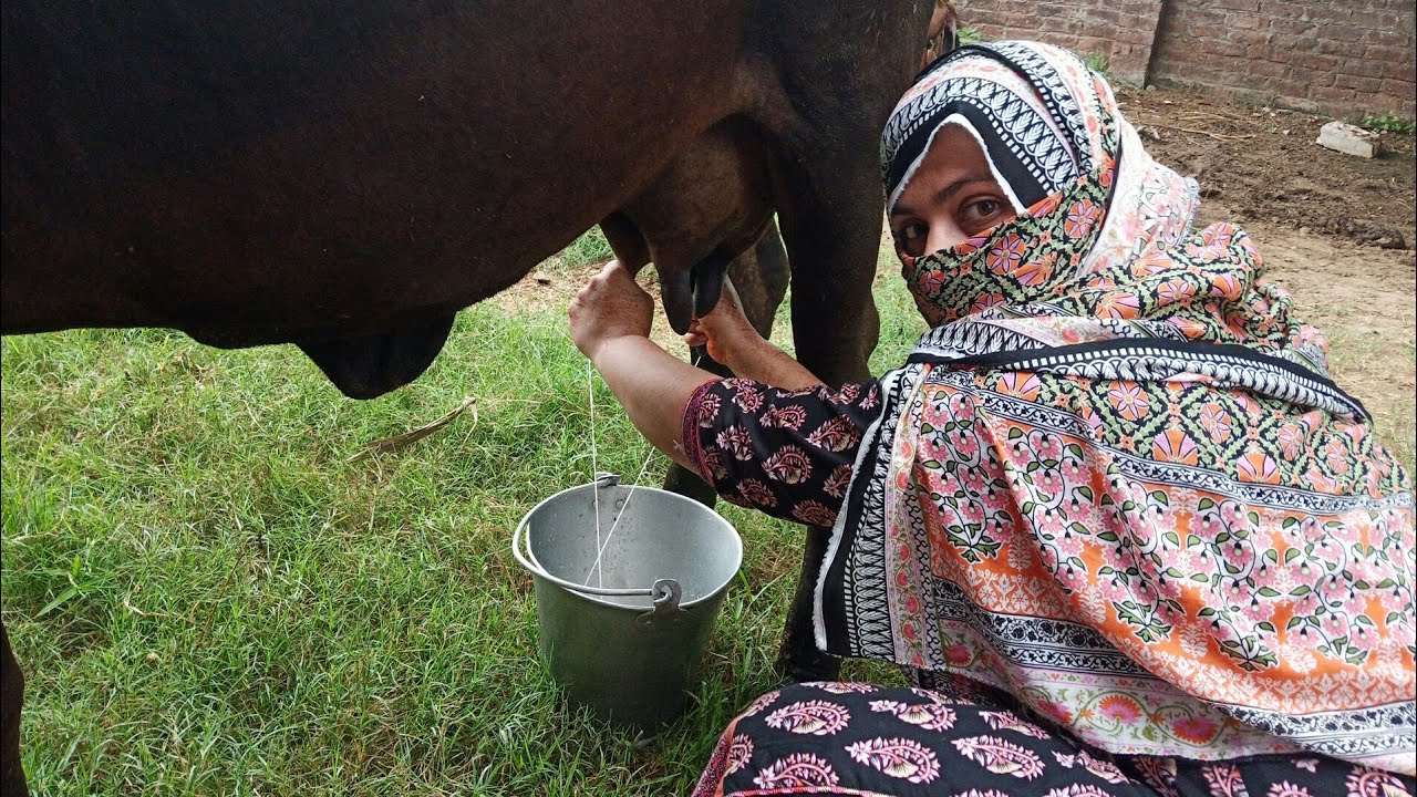 Cow Milking  Full Length Live Video /Punjabi Girl Cow Milking By Hands/Village Life VLog