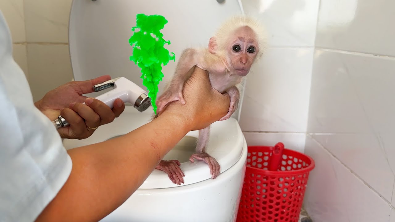 Monkey SinSin runs to find Dad to help Baby monkey ZiZi is full of diapers